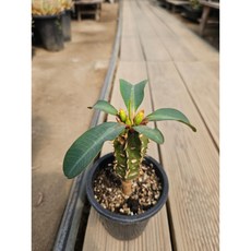 팅커벨 분화룡, 1개