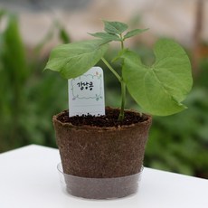 팜팜농장 강낭콩 씨앗 식물 키우기 심기 모종 재배키트 어린이 원예체험