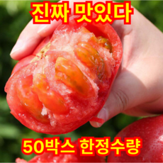 [가성비강타]실속주문폭주 신선최강 못난이 빨간광택 완숙토마토, 1박스, 10kg