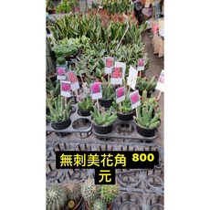 霏霏園藝 無刺美花角仙人掌 美觀易種植 居家園藝首選