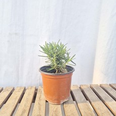 로즈마리 소형 향기나는 나무 키우기 허브 식물 화분