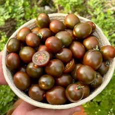 100박스한정 산지직송 흑대추 방울토마토, 1박스, 1kg