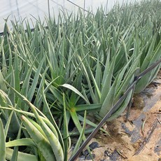 알로에 생잎 3kg 국내산 알로에베라(Aloe Vera) 생알로에, 1개