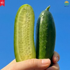 국내산 미니오이 아삭 한입오이 다이어트간식, 1박스, 500g