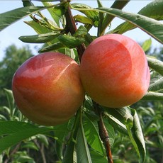 김천 산지직송 시기별 [제철] 자두 [대석>후무사>대왕자두>도담>추희], 1박스, 2kg (왕특)
