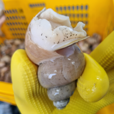 [초특가할인] 백골뱅이 백고동 구룡포 백골뱅이, 1개, 생물 백고동 소 1kg