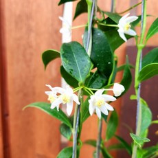 가꾸다 호야 셈브라 쳄브라 (H. cembrae) 오도라타 은은한 꽃향기, 1개