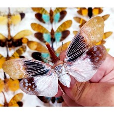 蟲新發現 Pyrops sultana 標本 自然藝術收藏品, 1個