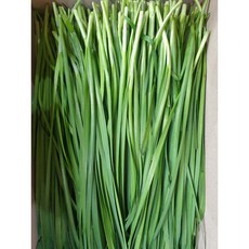 산지직송 부추 4kg 정구지 햇, 1개