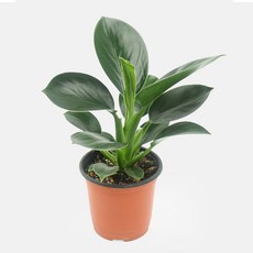 갑조네 콩고(소품), 1개, 단일