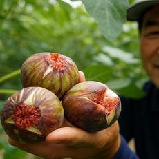 [백화점납품용] 해남 초고당도 GAP인증 프리미엄 무화과, 1박스, 2kg