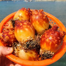 탱글탱글! 신선한 당일수확 통영 멍게, 1개, 꼬마 활멍게 6kg