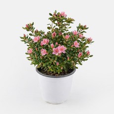 갑조네 서양철쭉 방울 중품 아젤리아 철쭉 나무 묘목 화분 모종 방울기리시마, 1개, 분홍