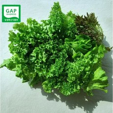 [친환경 수경재배] 유럽 샐러드 채소 야채 모듬 1박스 유러피안 샐러드 상추 쌈채소, 1kg, 1개