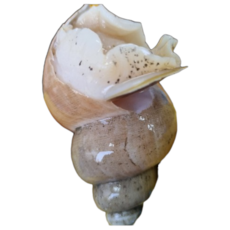 [산지직송] 쫄깃한 최상품 백골뱅이, 1개, [프리미엄] 백골뱅이 1kg 중소 믹스 (40미 내외)