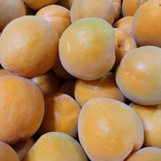 (특가) 국내산 노지 살구, 1개, 대과 1.5kg (30~40과)