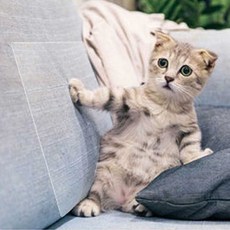 고양이 스크래치 방지 단면 보호 패드 시트 투명 wat4+4MDg