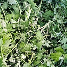 클릭마켓 국내산 노지 쑥 나물, 1박스, 1kg