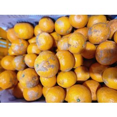 제주 산지직송 못난이 카라향 혼합과 2kg 혼합포장 서귀포 고당도 카라향, 1개