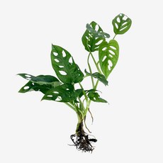 글라스가든 뿌리 흙 세척 몬스테라 아단소니 1뿌리 수경재배 수중 실내공기정화 키우기 쉬운 식물 키우기, 1개