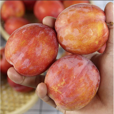특가산지직송 새콤달콤 꿀당도 노지 자두, 1개, 1kg