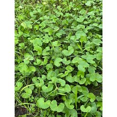 雷公根純露 / 積雪草純露，在地小農無毒栽培蒸餾, 1個, 100ml