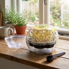 콩나물 기르기 만들기 패키지 체험학습 과학놀이, 1개