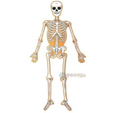 우리몸의움직임관찰인체골격모형(1인용포장)