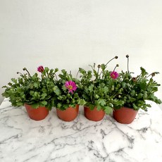 사계국화분홍 봄꽃 꽃모종 3+1, 1개