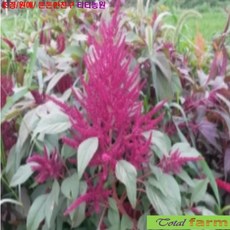 씨앗 [팝플라워]신이내린 곡물 아마란스 씨앗100립, 1개