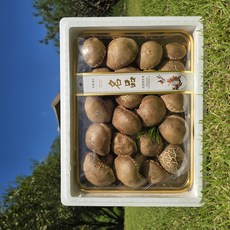 [송화버섯] 프리미엄 선물용 특 1kg, 1박스, 고급 선물용 {특 1kg}