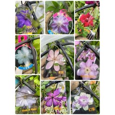 霏霏園藝 鐵線蓮 Duchess of Edinburgh 6吋盆 有花苞, 1個