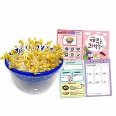 콩나물키우기 관찰키트 콩나물재배