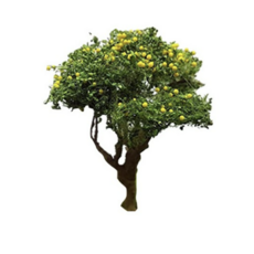 포레스 모형 과일나무, 2개