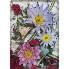乾燥花迷你睡蓮立體禮盒 桌上型擺飾 手工藝品