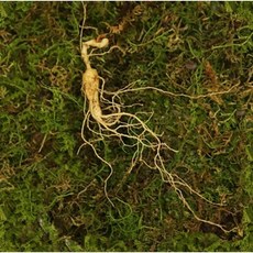 산들 산양산삼 7-8년근 20뿌리 오리지널 산양삼 산삼 산양산삼 장뇌삼 장뇌산삼 부모님선물 지인선물 건강식품 국내산 직접재배 강원도 산지직송, 1세트