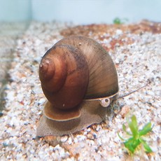 논우렁이 [1마리] 이끼 청소부, 1개