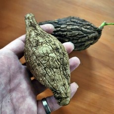 P老闆園藝 裂紋山烏龜 無根 塊根植物, 1個