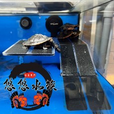 REPTIZOO 烏龜跳水曬台, 1個