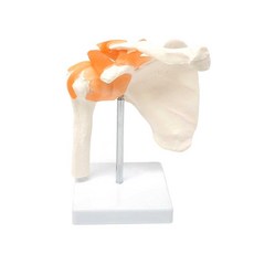 관절모형 인체모형 A80 어깨관절모형 견관절 어깨 관절과 인대 인체 모형 해부학 교육용