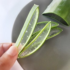 알로에 생잎 1통(400~600g) 국내산 알로에베라(Aloe Vera) 생알로에, 단품