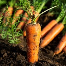 국내산 당근 못난이 / 10kg / 혼합 ths*051Cv, 1개