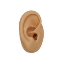 인체모형 아이 교육용 매장 디피용 리얼 실리콘 귀모양 해부모형(오른쪽) 필수