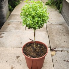 바질트리 (중품) 1+1 먹을 수 있는 바질요리 피자 파스타