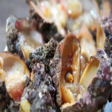 여수아빠다 통영 자연산 돌멍게, 1개, 3kg