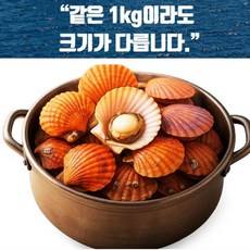 국내산 홍가리비 특품 5kg, 5kg x 1박스