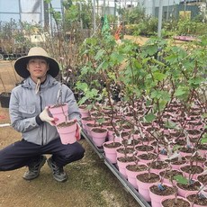 포도나무 샤인머스켓 삽목 캠벨삽목 1년 상묘 포도묘목, 1개, 캠벨삽목 중상묘