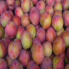 경북 청도 노지 햇 자두/소과/중과/대과/5kg/특가세일, 1박스, 자두(소과)5kg(박스포함중량)