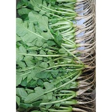[국내산] 포천 어린 싱싱 열무 아기열무 아삭아삭 열무김치 산지 농장직송, 1개, 4kg