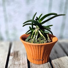 이랑 토분에 풍란(대엽 소엽) - 전자파제거 플랜테리어 공기정화식물, 1개
